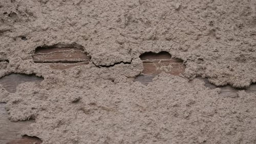 Termite Damaged Wood