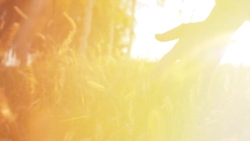 Female Farmer Hand Touching Touching Grass, Wheat, Corn Agriculture on the Field Against a Beautiful
