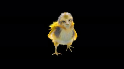 Cute Baby Chick Wiggling Dance Animation on Alpha
