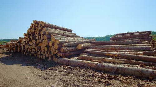 Piles of Cut Logs in a Rural Area