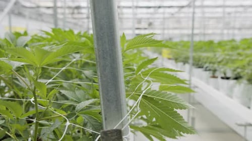 Rows of Plants in Modern Greenhouse