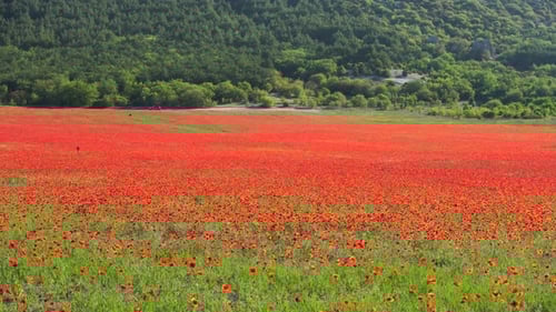 Field with Green Grass and Red Poppies Against the Sunset Sky