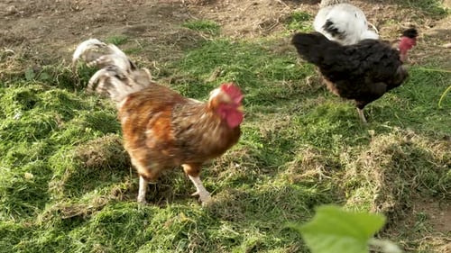 Chickens and a Rooster in the Yard on a Sunny Day