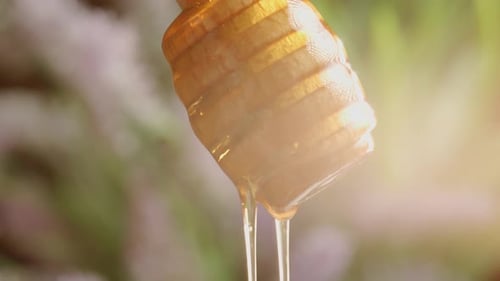 A Golden Fresh Honey is Dripping or Pouring From Honey Spoon