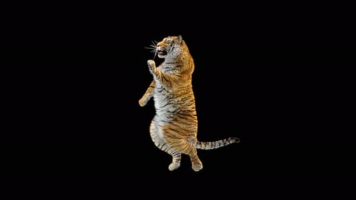 Tiger Dancing 4K