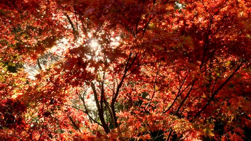 Herbstliche Waldblätter