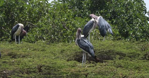 Marabou Storch, Leptoptilos crumeniferus, Nairobi Park in Kenia, Echtzeit 4K