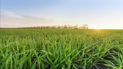 Natural Wheat Field, Camera Movement To the Side. Close-up on Green Sprout Stalks. Fresh Young Wheat