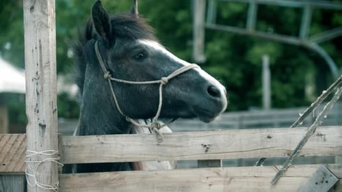 Ein kleines graues Pferd im Fahrerlager im Freien