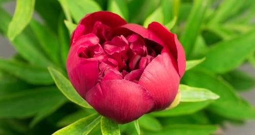 Red Peony