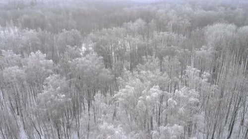 Frozen trees