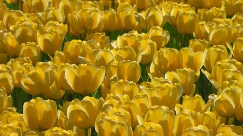 Field of Bright Yellow Tulips Blooming