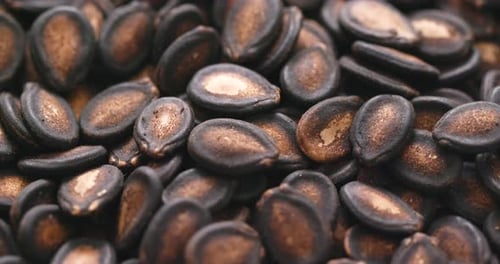 Black Melon Seed