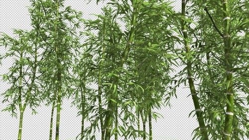 Bamboo Forest Overlay