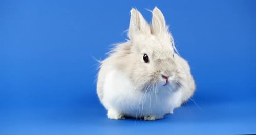 Close Up of Rabbit on Blue Background