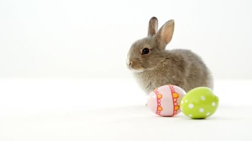 Adorable Bunny Poses with Decorated Easter Eggs