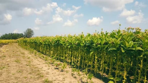 Tobacco Plantation