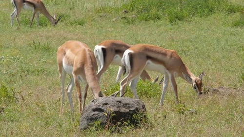 Gazelles eating grass in Serengeti National Park, Tanzania