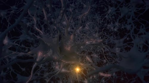 Nervous System Impulses