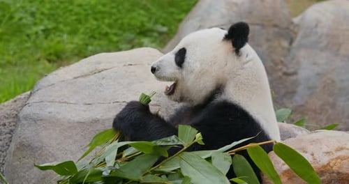 Panda eat bamboo at zoo park