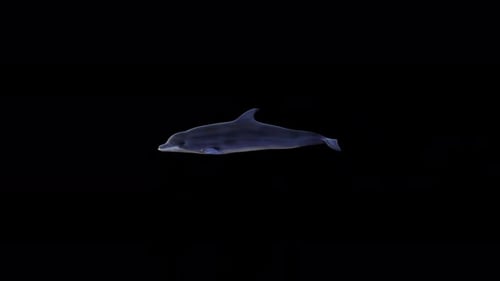 Dolphin İs geht an der Szene vorbei