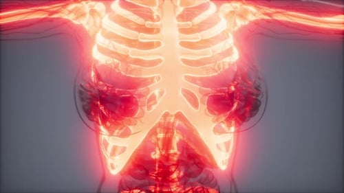 Transparent Human Body with Visible Bones