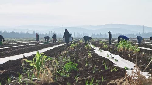 Farm workers planting watermelon plants in a field