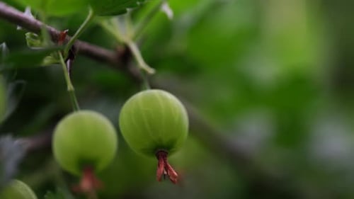 Ripe Gooseberries with Transparent Skin in Garden