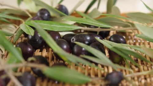 Raw organic olives and branches leaves after harvest, ready for extra virgin oil. Rotating shot on a