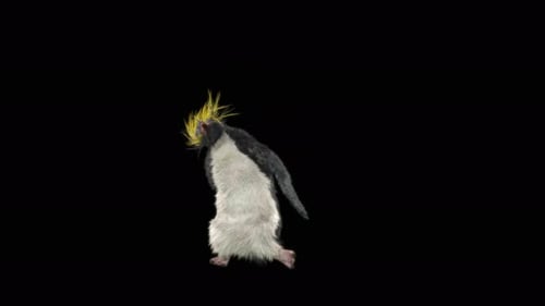 Dancing Macaroni Penguin Character with Waving and Turning Animation