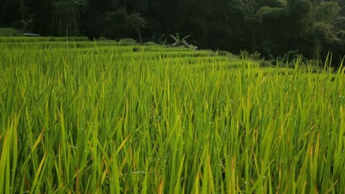 Rice Field