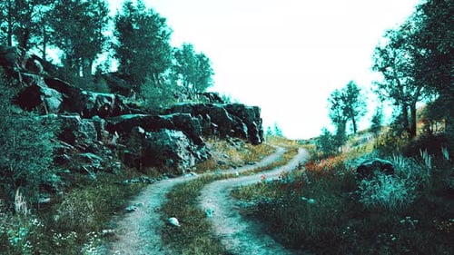 Country Road in a Deciduous Forest on a Foggy Morning