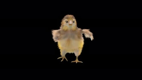 Cute Fluffy Chick Dancing Funny Animal Character Animation