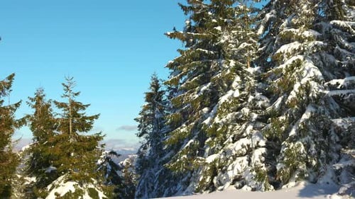 Eine kleine Wiese auf einem Hügel, umgeben von Tannen im Winter