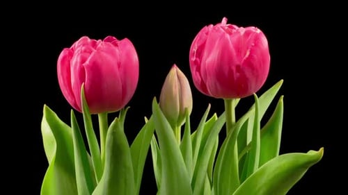 Pink Tulips Blooming in a Time Lapse