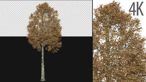 Animated Realistic 3D Autumn Tree with Transparent Background