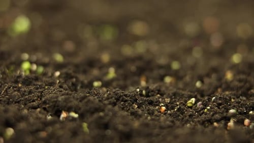 Seeds Sprout and Grow in Time-Lapse