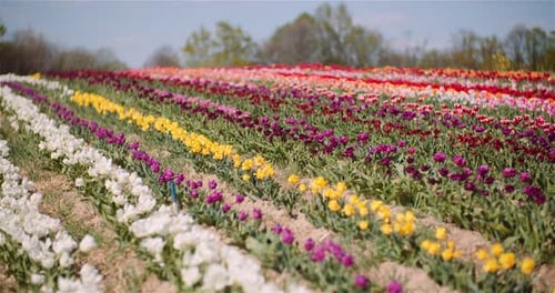 Blooming Tulips on Flowers Plantation Farm