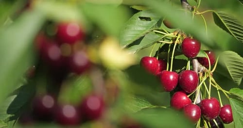 Cherries growing on the tree