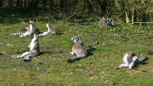Lemurs Basking in the Sun