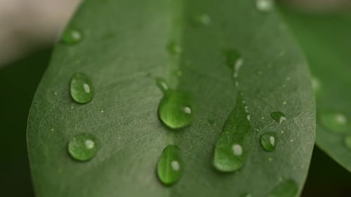 Water Drops on a Leaf 85