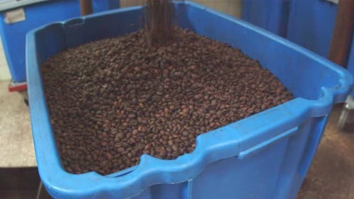 Coffee Beans Poured Into Industrial Container