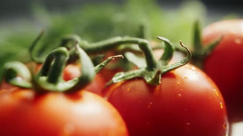 Fresh farm vegetables close up, tomatoes with dill in drops of water.
