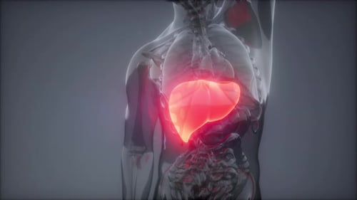 Human Liver Radiology Exam