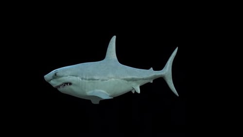 Realistic 3D Great White Shark Swimming Animation