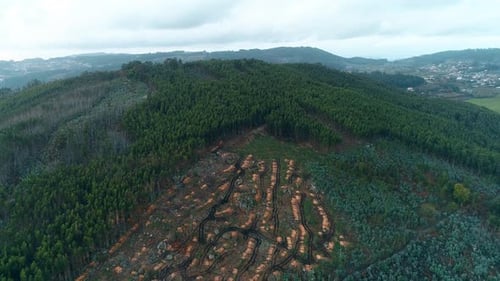 Deforestación y protección del ambiente