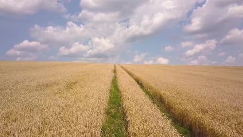 Aerial view of yellow agriculture wheat field ready to be harvested in late summer.
