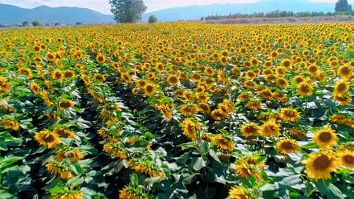 Aerial View of Sunflowers in Rural Field