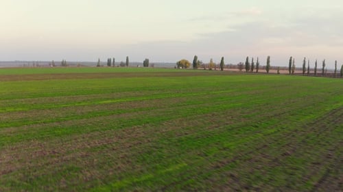 Über ein grünes leeres Feld fliegen