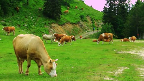 Cows Grazing Peacefully in a Green Mountain Pasture